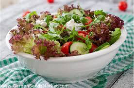 Lettuce Red Salad Bowl Seed