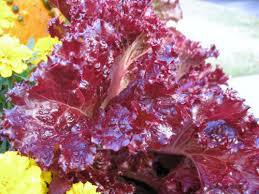 Lettuce Red Salad Bowl Seed