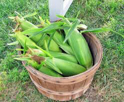 Corn White Silver Queen Seed