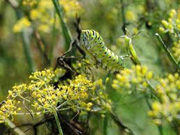 Fennel Bronze Seed