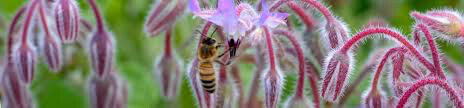 Borage Seed