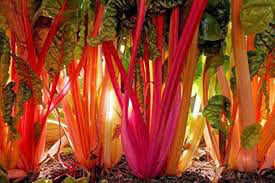Silver Beet Five Color Heritage Seed