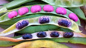 Bean Scarlet Runner Seed