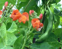 Bean Scarlet Runner Seed