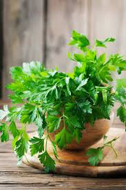 Parsley Italian Large Flat Leaf Seed