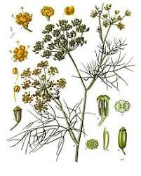 Fennel Bronze Seed