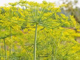 Dill Bouquet Seed