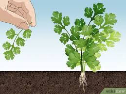 Cilantro Leisure Organic Seed