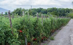 Tomato San Marzano Roma Seed