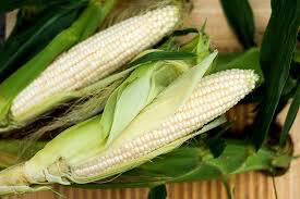 Corn White Silver Queen Seed