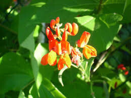 Bean Scarlet Runner Seed