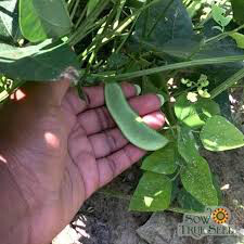 Lima Bean Henderson&#39;s Seed