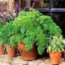 Parsley Moss Curled Seed
