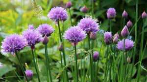 Chives Seed