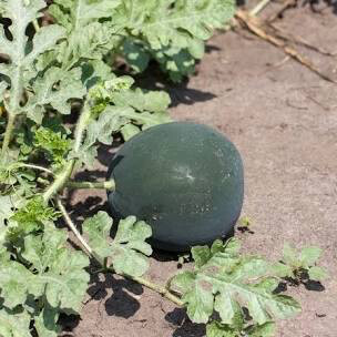Watermelon Moon and Stars Heritage Seed