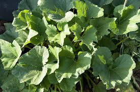 Squash Golden Hubbard Heritage Seed