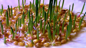 Corn Glass Gems Ornamental Popcorn Organic Seed
