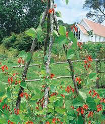 Bean Scarlet Runner Seed