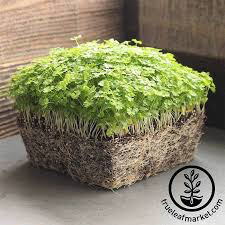 Parsley Moss Curled Seed