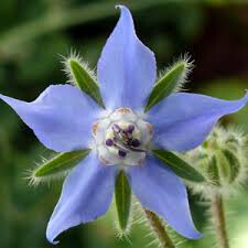Borage Seed