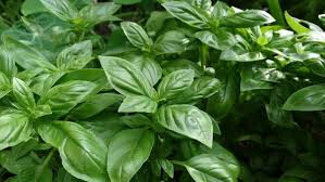 Sweet Basil Seed