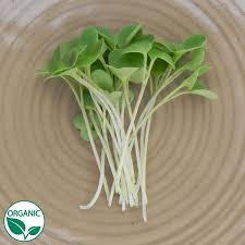 Arugula Astro Organic Seed