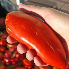 Tomato San Marzano Roma Seed