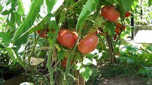 Tomato Brandywine Pink Heritage Seed