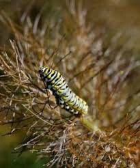 Fennel Bronze Seed