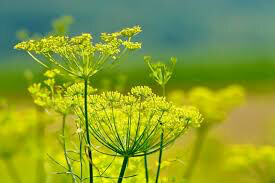 Fennel Bronze Seed