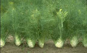 Fennel Sweet Florence Seed