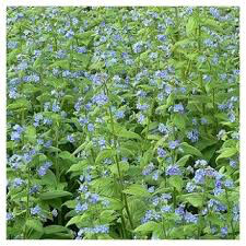 Borage Seed