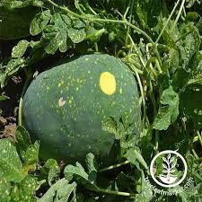 Watermelon Moon and Stars Heritage Seed