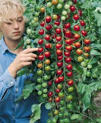 Tomato Sweet 100 Cherry Seed