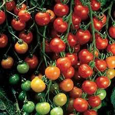 Tomato Sweet 100 Cherry Seed