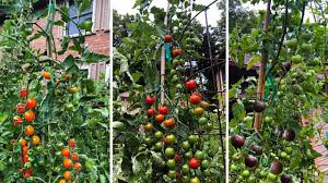 Tomato Sweet 100 Cherry Seed