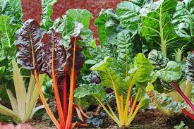 Silver Beet Five Color Heritage Seed