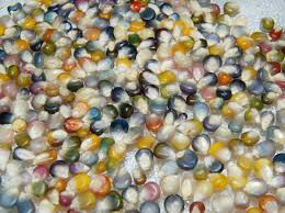 Corn Glass Gems Ornamental Popcorn Organic Seed
