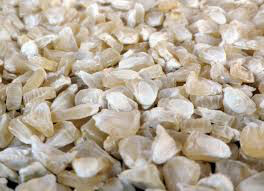 Corn White Silver Queen Seed
