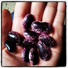 Bean Scarlet Runner Seed