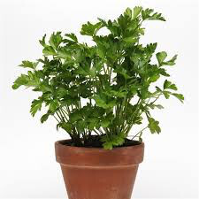 Parsley Italian Large Flat Leaf Seed
