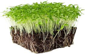 Parsley Italian Large Flat Leaf Seed