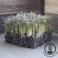 Fennel Bronze Seed