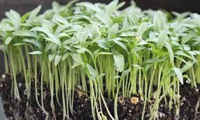 Cilantro Leisure Organic Seed