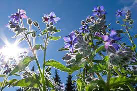 Borage Seed