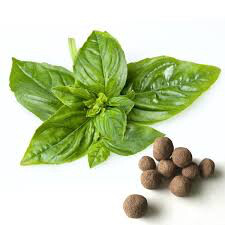 Sweet Basil Seed