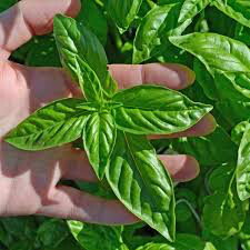Sweet Basil Seed