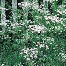 Anise Seed