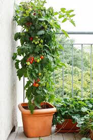 Tomato Sweet 100 Cherry Seed