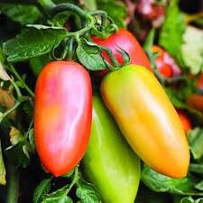 Tomato San Marzano Roma Seed
